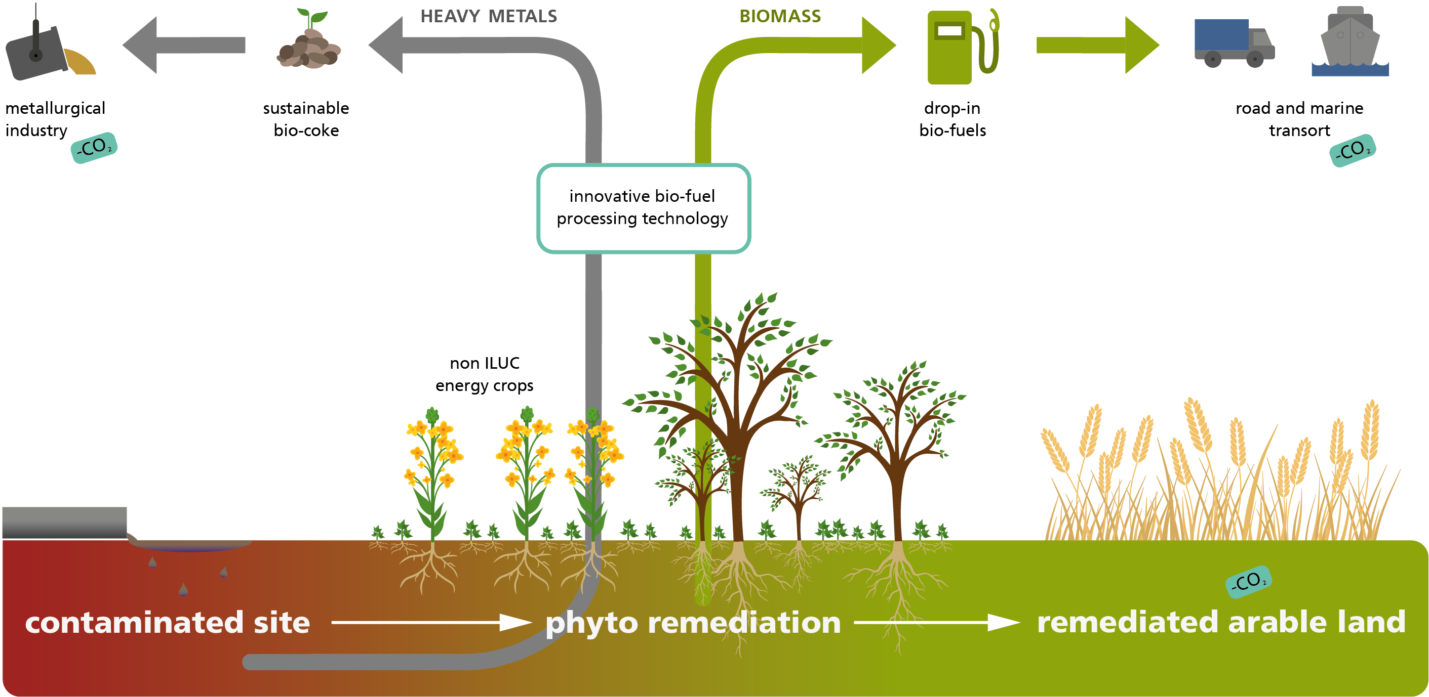 Phytoremediation of contaminated land with simultaneous production of synthetic biofuel and biocoke for industrial processes